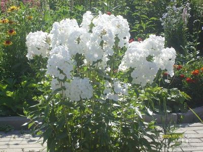 Лот: 2010061. Фото: 1. флокс метельчатый белый. Садовые цветы