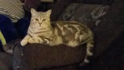 Лот: 10719464. Фото: 1. Шотландка ищет дом. Кошки, котята