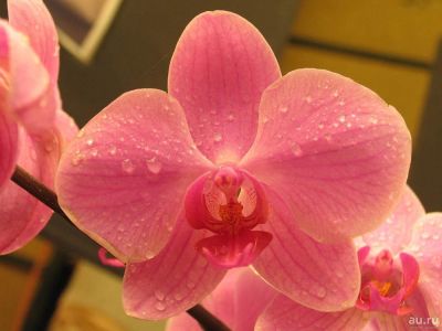 Лот: 9855094. Фото: 1. Куплю орхидею фаленопсис. Горшечные растения и комнатные цветы