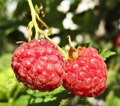 Лот: 3334449. Фото: 1. Земельный участок в Cолонцах... Дачи