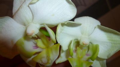 Лот: 5300931. Фото: 1. Орхидея фаленопсис F21(отцветает... Горшечные растения и комнатные цветы