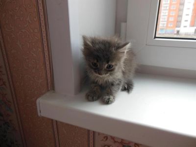 Лот: 3210627. Фото: 1. Срочно подарю котенка Русская... Кошки, котята