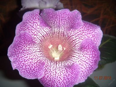 Лот: 5737741. Фото: 1. Глоксиния светло-фиолетовая тигрина... Горшечные растения и комнатные цветы