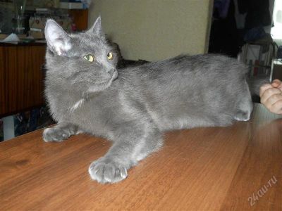 Лот: 1637528. Фото: 1. Дымка Лу. Кошки, котята