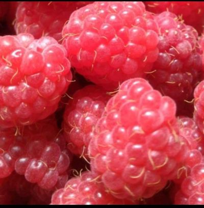 Лот: 14180606. Фото: 1. Малина :). Ягоды, орехи