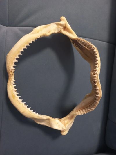 Лот: 19679431. Фото: 1. Челюсти акулы натуральные. Чучела животных, рога, шкуры