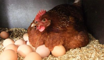 Лот: 11456268. Фото: 1. Яйцо куриное домашнее. Яйца деревенских... Мясо, птица, яйцо