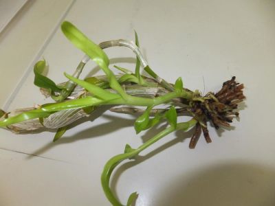 Лот: 6043308. Фото: 1. Орхидея дендробиум нобиле - делёнка... Горшечные растения и комнатные цветы