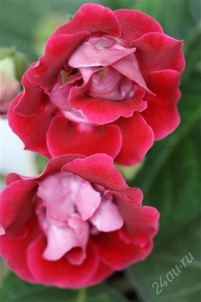 Лот: 2869571. Фото: 1. Глоксиния 11 (цветет). Горшечные растения и комнатные цветы