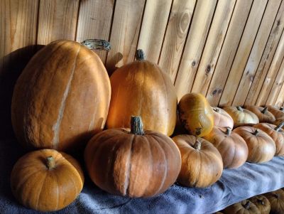 Лот: 25882289. Фото: 1. Тыква. Овощи, фрукты, зелень