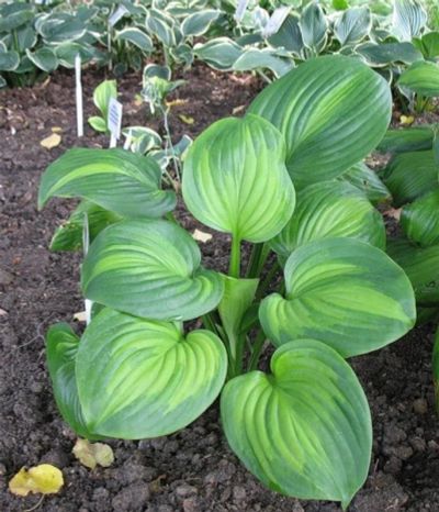 Лот: 10898532. Фото: 1. хоста Avocado. Садовые цветы