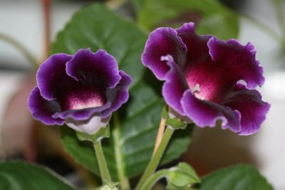 Лот: 3123536. Фото: 1. Глоксиния 11. Горшечные растения и комнатные цветы