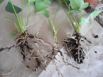 Лот: 9414532. Фото: 1. антуриум розовый пандора 3. Горшечные растения и комнатные цветы