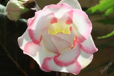 Лот: 2889160. Фото: 1. Глоксиния 31 (цветущее растение... Горшечные растения и комнатные цветы