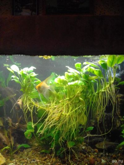 Лот: 8539512. Фото: 1. Анубиас аквариумное растение. Водные растения