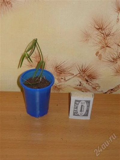 Лот: 1136299. Фото: 1. Хойя Линеарис (Hoya linearis). Горшечные растения и комнатные цветы