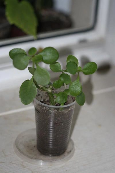 Лот: 3148268. Фото: 1. Каланхоэ 3. Горшечные растения и комнатные цветы