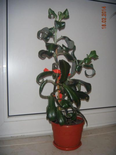 Лот: 3744892. Фото: 1. Каланхоэ лекарственный. Горшечные растения и комнатные цветы