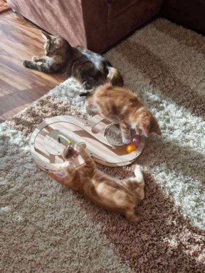 Лот: 19155009. Фото: 1. Котята курильский бобтейл. Корма