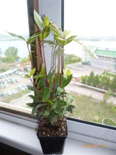 Лот: 2890114. Фото: 1. Лавр. Горшечные растения и комнатные цветы