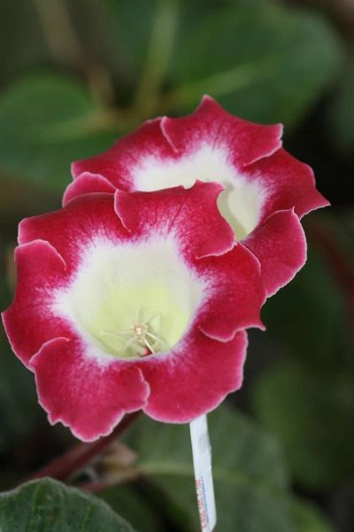 Лот: 3175648. Фото: 1. Глоксиния 24. Горшечные растения и комнатные цветы