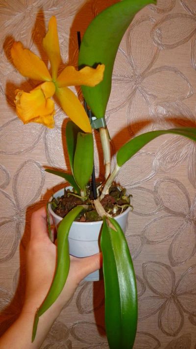 Лот: 4619582. Фото: 1. орхидея каттлея (желтая). Горшечные растения и комнатные цветы