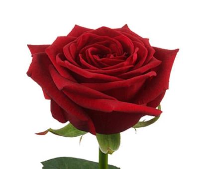 Лот: 4508101. Фото: 1. Роза красная 70 см!. Свежие цветы