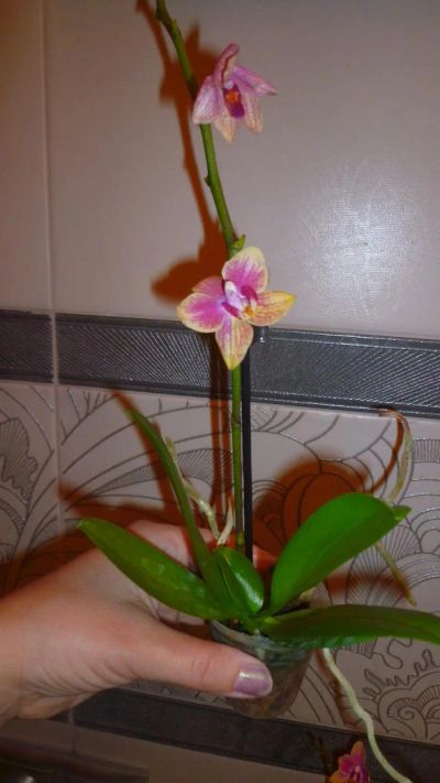 Лот: 5444877. Фото: 1. орхидея мини-фаленопсис(отцвела... Горшечные растения и комнатные цветы