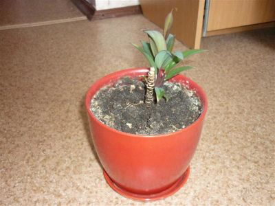 Лот: 787492. Фото: 1. Кордилина. Горшечные растения и комнатные цветы