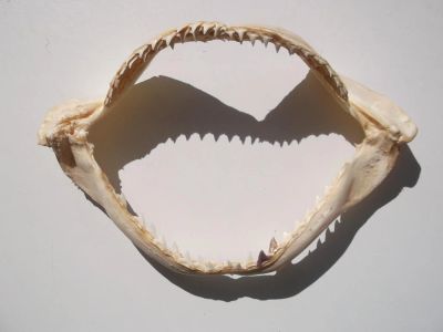 Лот: 4013380. Фото: 1. Челюсти акулы. Другое (охота)