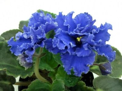 Лот: 3723649. Фото: 1. Лист сортовой фиалки "ЕК-Синий... Горшечные растения и комнатные цветы