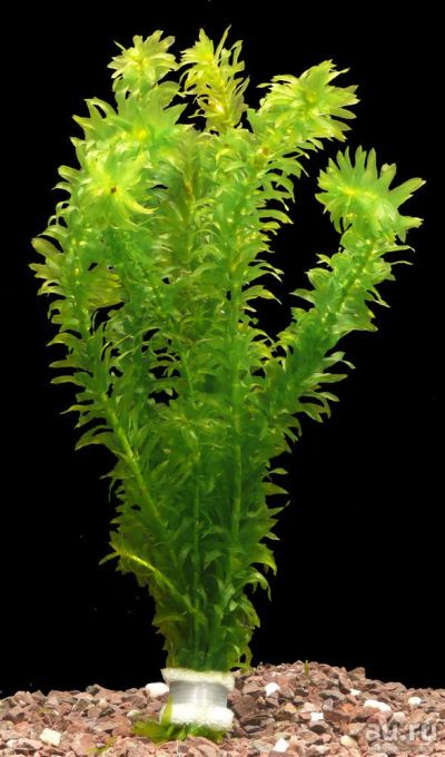 Лот: 12323683. Фото: 1. Элодея (Эгерия) аквариумное растение... Водные растения