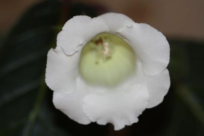 Лот: 3142283. Фото: 1. Глоксиния 19. Горшечные растения и комнатные цветы