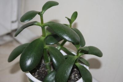 Лот: 6965786. Фото: 1. Денежное дерево (толстянка). Горшечные растения и комнатные цветы