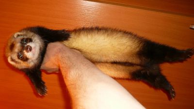 Лот: 2992870. Фото: 1. Хорек. Остальные животные