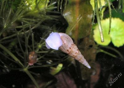 Лот: 1865988. Фото: 1. Улитка мелания. Моллюски, ракообразные, кораллы