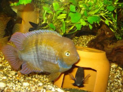 Лот: 6749375. Фото: 1. Молодь седжики 5шт. Рыбки