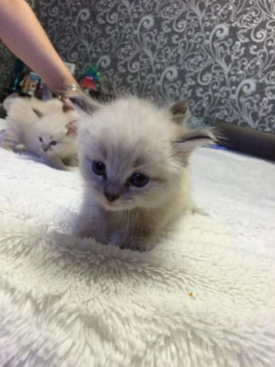 Лот: 5478349. Фото: 1. невские маскарадные котятки. Кошки, котята