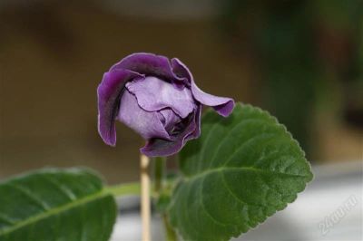 Лот: 2894603. Фото: 1. Глоксиния 38 (цветущее растение... Горшечные растения и комнатные цветы