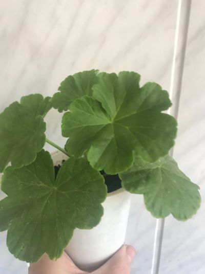 Лот: 19139256. Фото: 1. Герань розебудная розовая. Горшечные растения и комнатные цветы