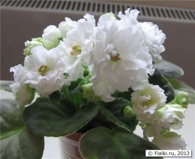 Лот: 6022344. Фото: 1. Фиалки, 3 маленькие детки без... Горшечные растения и комнатные цветы