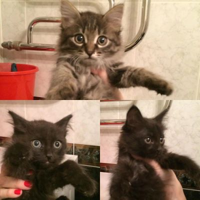 Лот: 6812257. Фото: 1. Котики. Кошки, котята