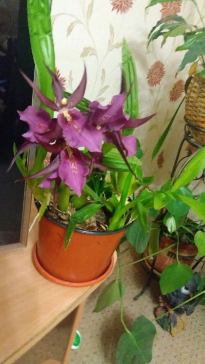 Лот: 17894929. Фото: 1. орхидея Камбрия. Горшечные растения и комнатные цветы