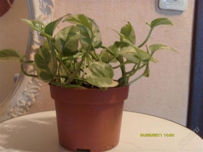 Лот: 931278. Фото: 1. Сциндапсус (Джой). Горшечные растения и комнатные цветы