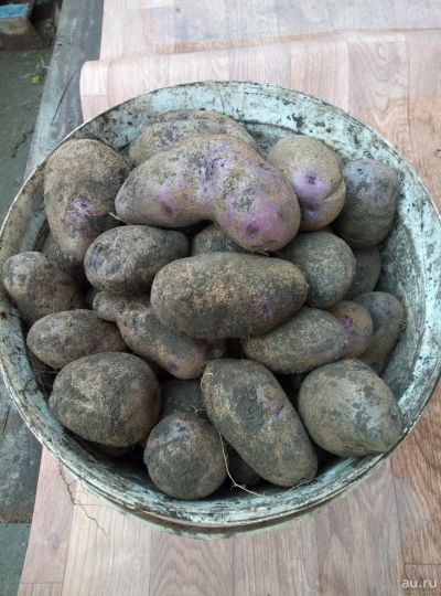 Лот: 17949536. Фото: 1. Картофель фиолетовый урожай 21... Картофель
