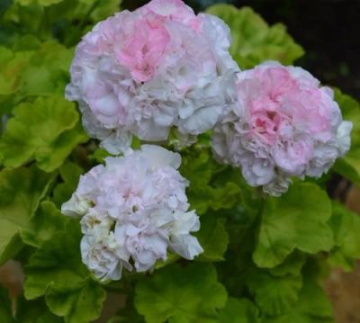 Лот: 16723789. Фото: 1. Зональная пеларгония "Юг Сигаль... Горшечные растения и комнатные цветы