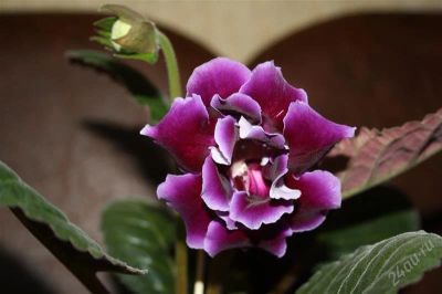 Лот: 2786054. Фото: 1. Глоксиния 1 (цветущая). Горшечные растения и комнатные цветы