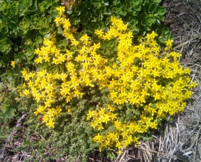 Лот: 2976840. Фото: 1. Седум едкий. Другое (семена, рассада, садовые растения)