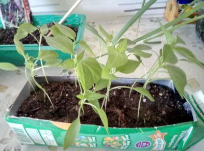 Лот: 11482021. Фото: 1. перец острый. Овощи