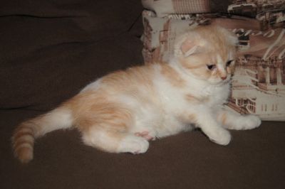 Лот: 12263078. Фото: 1. Шотландский вислоухий котик. Кошки, котята